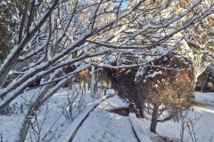 بارش برف در انستیتو قلب و عروق شهید رجایی به روایت تصویر