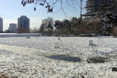 بارش برف در انستیتو قلب و عروق شهید رجایی به روایت تصویر