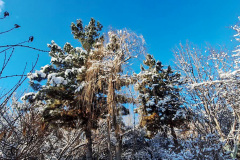 بارش برف در انستیتو قلب و عروق شهید رجایی به روایت تصویر