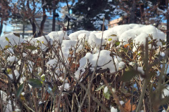 بارش برف در انستیتو قلب و عروق شهید رجایی به روایت تصویر