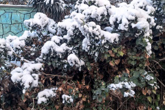 بارش برف در انستیتو قلب و عروق شهید رجایی به روایت تصویر