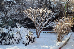 بارش برف در انستیتو قلب و عروق شهید رجایی به روایت تصویر