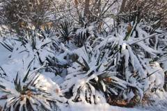 بارش برف در انستیتو قلب و عروق شهید رجایی به روایت تصویر