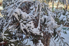 بارش برف در انستیتو قلب و عروق شهید رجایی به روایت تصویر