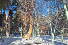 بارش برف در انستیتو قلب و عروق شهید رجایی به روایت تصویر