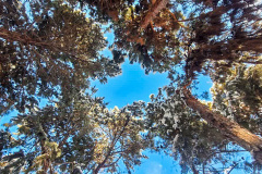 بارش برف در انستیتو قلب و عروق شهید رجایی به روایت تصویر