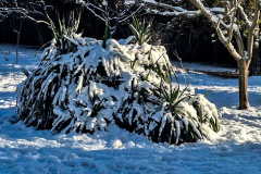 بارش برف در انستیتو قلب و عروق شهید رجایی به روایت تصویر