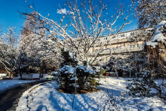 بارش برف در انستیتو قلب و عروق شهید رجایی به روایت تصویر