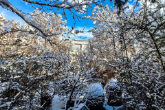 بارش برف در انستیتو قلب و عروق شهید رجایی به روایت تصویر