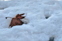 بارش برف در انستیتو قلب و عروق شهید رجایی به روایت تصویر