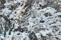 بارش برف در انستیتو قلب و عروق شهید رجایی به روایت تصویر