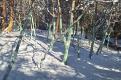 بارش برف در انستیتو قلب و عروق شهید رجایی به روایت تصویر