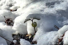 بارش برف در انستیتو قلب و عروق شهید رجایی به روایت تصویر