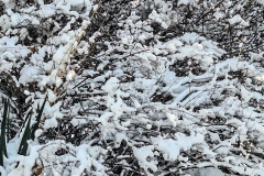 بارش برف در انستیتو قلب و عروق شهید رجایی به روایت تصویر