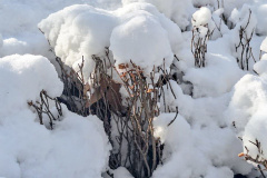 بارش برف در انستیتو قلب و عروق شهید رجایی به روایت تصویر