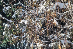 بارش برف در انستیتو قلب و عروق شهید رجایی به روایت تصویر