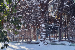 بارش برف در انستیتو قلب و عروق شهید رجایی به روایت تصویر